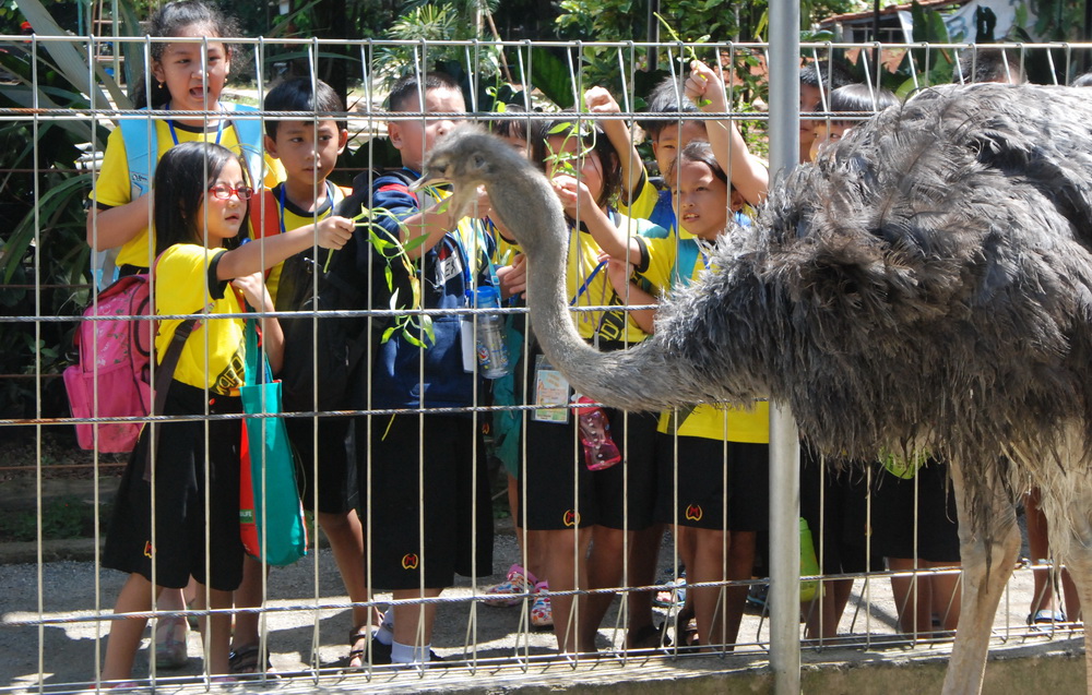 Read more about the article Mitos Tentang Burung Unta