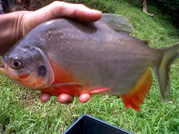  Ikan Bawal  Ikan  Predator Godong Ijo