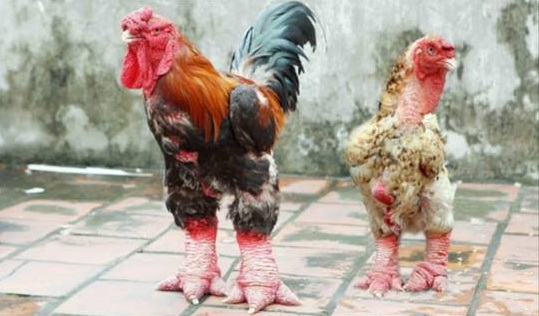 Read more about the article Fakta Tentang Ayam Kaki Naga (Ayam Dong Tao)