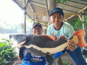 Redtail catfish