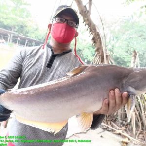 Tips Jitu Mancing Ikan Patin