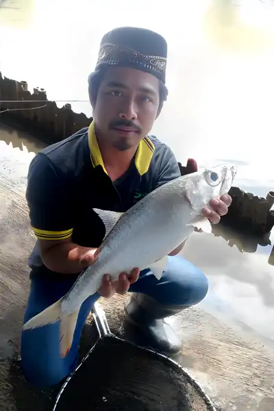 Ikan bulan-bulan memiliki warna keperak-perakan di bagian samping tubuhnya, sementara bagian punggungnya tampak hijau kebiruan.