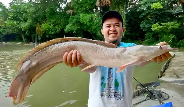 Ikan lele termasuk bangsa Siluriformes mencakup semua kelompok ikan yang secara bebas disebut sebagai ikan berkumis atau lazim disebut lele atau patin. Namanya muncul karena adanya organ pengindra tambahan di sekitar moncongnya yang tampak seperti kumis kucing.