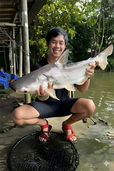 Patin raksasa Mekong, Pangasianodon gigas, adalah spesies ikan berkumis dalam famili Pangasiidae.