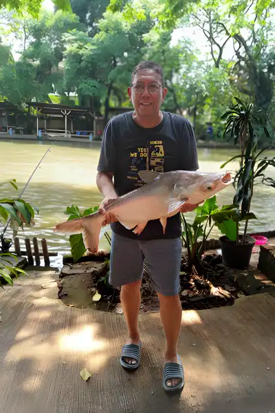 Sesuai namanya, ikan ini berasal dari Sungai Mekong di Asia Tenggara. Patin ini juga ditemukan di Sungai Chao Phraya.