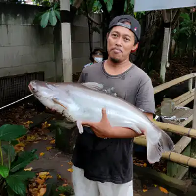 Ikan patin (Pangasius sp.) tidak memiliki sisik, kepala ikan patin relatif kecil dengan mulut terletak diujung kepala agak ke bawah. Hal ini merupakan ciri utama golongan catfish. Panjang tubuhnya dapat mencapai 120 cm.