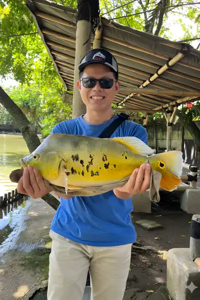 Peacock bass adalah salah satu jenis ikan predator yang memiliki tubuh dengan warna dasar hijau bermotif bintik atau garis.