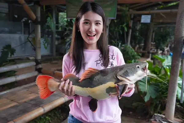 Redtail catfish (RTC), phractocephalus hemioliopterus pertama kali dikenalkan oleh Bloch dan Schneider pada 1801, berasal dari perairan Amerika Selatan. Di alam aslinya, ikan ini diketahui dapat tumbuh besar hingga mencapai 2 m dengan bobot mencapat 100 kg.